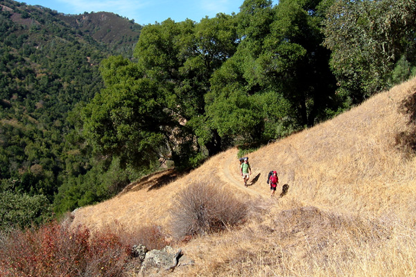 Henry Coe